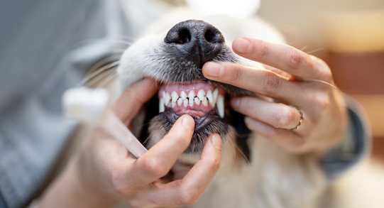 Teeth Cleaning at Shampooch Dog Grooming Hub