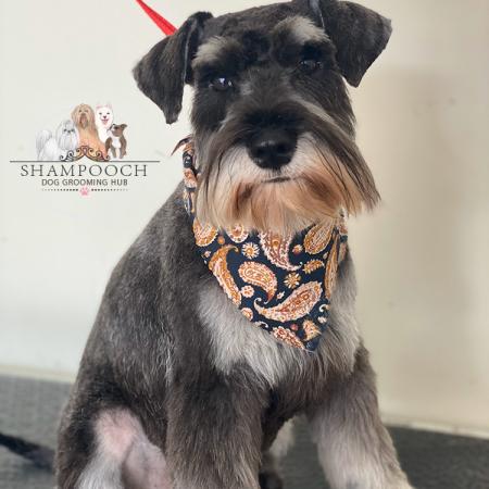 Shampooch Dog Grooming Albury Wodonga Footscray