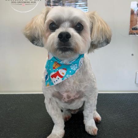 Shampooch Dog Grooming Albury Wodonga