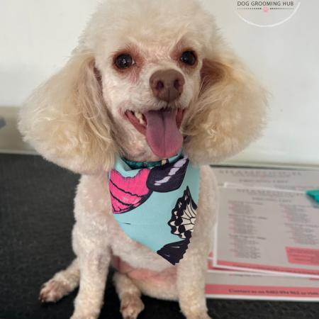 Shampooch Dog Grooming Albury Wodonga