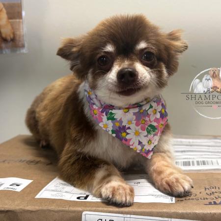 Shampooch Dog Grooming Albury Wodonga