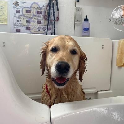 Shampooch Dog Grooming Albury Wodonga Footscray
