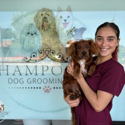 Shampooch Dog Grooming Albury Wodonga Footscray