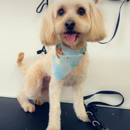 Shampooch Dog Grooming Albury Wodonga