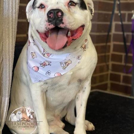 Shampooch Dog Grooming Albury Wodonga