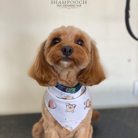 Shampooch Dog Grooming Albury Wodonga Footscray